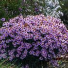 Aster dumosus 'Rozika' / Törpe őszirózsa 2