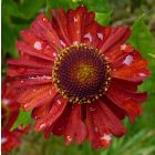 Helenium 'Salsa' / Őszi napfényvirág 1