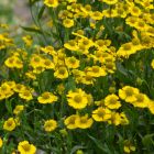 Helenium 'Tijuana Brass' / Őszi napfényvirág 1