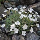 Dianthus gratianopolitanus 'La Bourboule Alba' / Pünkösdi szegfű 1