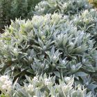 Anaphalis triplinervis 'Sommerschnee' / Ezüstös gyöngykosárka 1