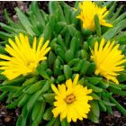 Delosperma congestum / Délvirág 1