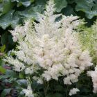 Astilbe arendsii 'Astary White / Tollbuga  1