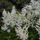 Astilbe arendsii 'Astary White / Tollbuga  2