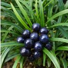 Ophiopogon japonicus 'Minor' / Japán kígyószakáll 1