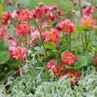 Geum 'Bohema Pink' / Gyömbérgyökér 1
