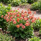 Geum 'Bohema Pink' / Gyömbérgyökér 2