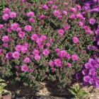 Aster novae-angliae 'Vibrant Dome' / Törpe őszirózsa 1