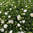 Aster dumosus 'Albit' / Törpe őszirózsa 1