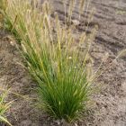Pennisetum alopercuroides 'Gelbstiel' / Tollborzfű 1