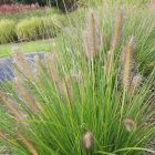 Pennisetum alopercuroides 'Gelbstiel' / Tollborzfű 2