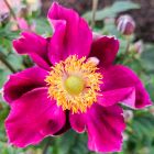 Anemone Fantasy 'Ariel' / Szellőrózsa 1