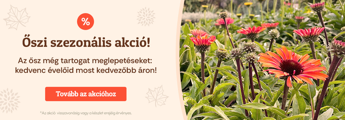 Őszi szezonális akció!